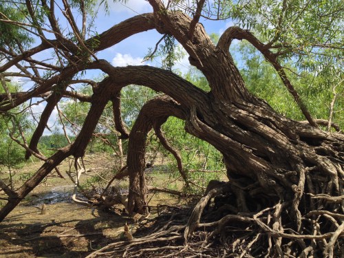 Black Willow, Falls of the Ohio, June 2014