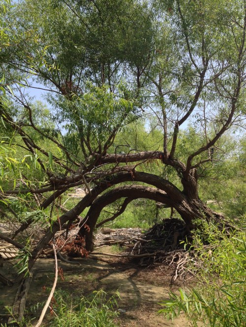Willow tree, Falls of the Ohio, Aug. 2014