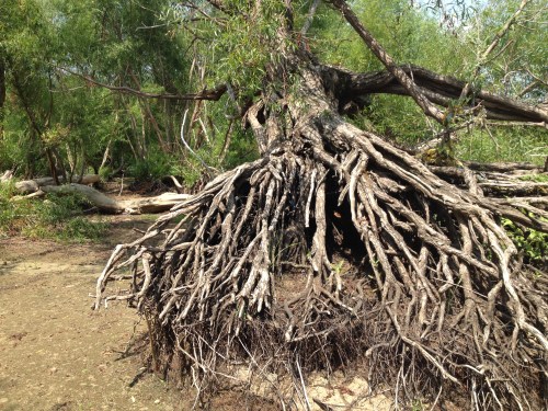 Willow root ball, Falls of the Ohio, August 2014