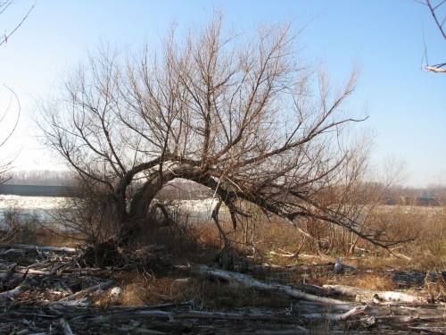 Black Willow, Falls of the Ohio, Nov. 2010