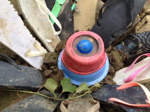 detail of Giant Mud Flower, Falls of the Ohio, July 2015