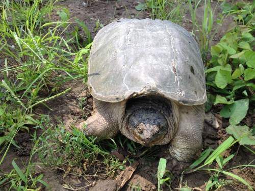 Large Common Snapping Turtle, Falls of the Ohio, July 18, 2015