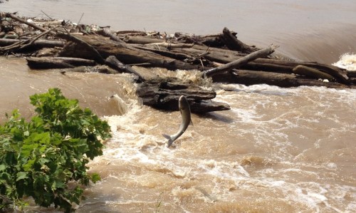 Jumping Asian carp, Falls of the Ohio, July 2015