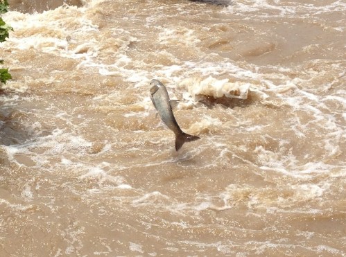 Jumping Asian carp, Falls of the Ohio, July 18, 2015
