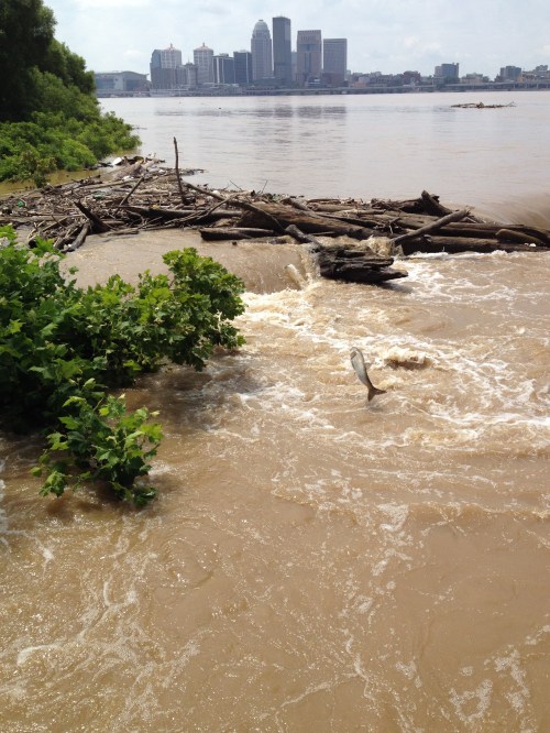 High Ohio River with jumping Asian carp, Falls of the Ohio, July 18, 2015