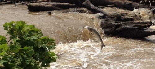 Jumping Asian carp, Falls of the Ohio, July 18, 2015