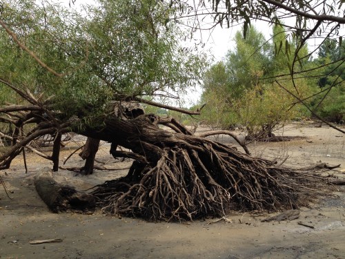 bent over willow tree, July 2015, Falls of the Ohio