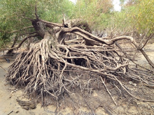 Black Willow root mass, July 2015, Falls of the Ohio.