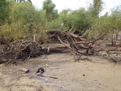 Bent over willow tree, Falls of the Ohio, July 2015