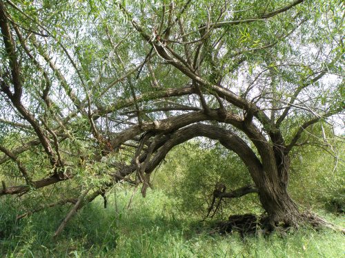 Willow Tree, September 2012, Falls of the Ohio
