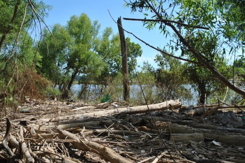 Driftwood on the riverbank, Falls of the Ohio, early August 2015