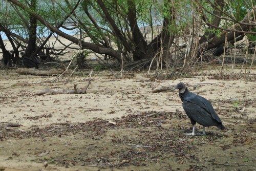 Black vulture on the riverbank, Falls of the Ohio, mid August 2015