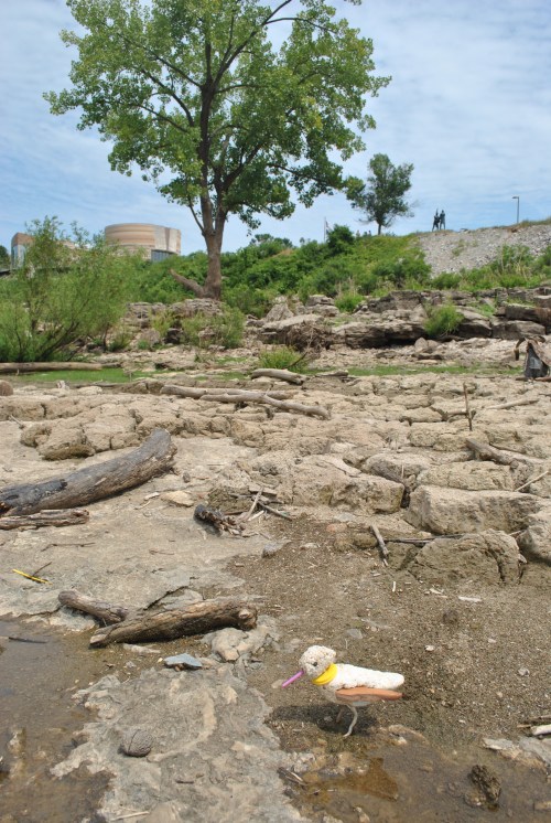 The Yellow-collared Sandpiper at the Falls of the Ohio, mid August 2015