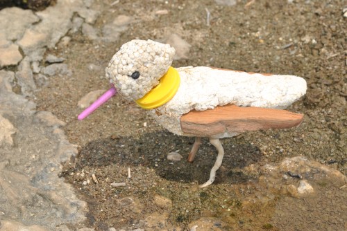 Yellow-collared Sandpiper, Falls of the Ohio, mid August 2015
