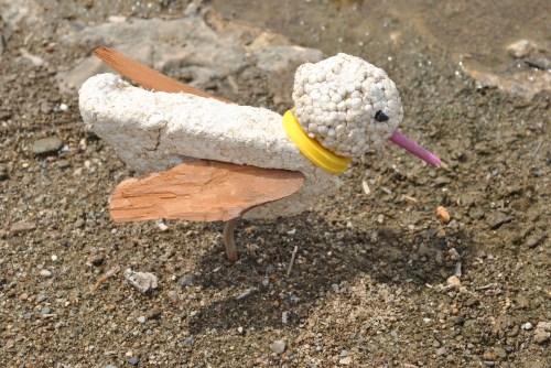 Yellow-collared Sandpiper, Falls of the Ohio, mid August 2015