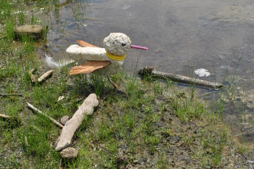 Yellow-collared Sandpiper at the Falls of the Ohio State Park, mid August 2015