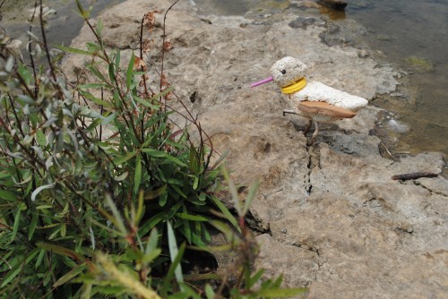 Yellow-billed Sandpiper on the fossil beds, Falls of the Ohio, mid August 2015