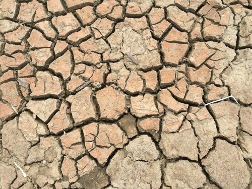 cracked, drying mud at the Falls of the Ohio, mid August 2015