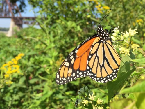 Monarch butterfly feeding at the Falls of the Ohio, mid August 2015