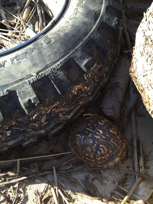 Box turtle by a discarded tire, Falls of the Ohio, Jan. 1, 2015