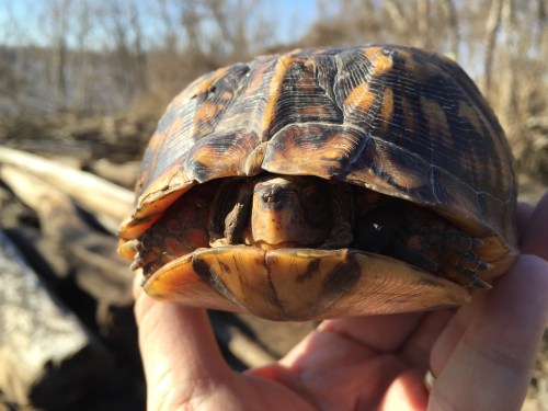 Found Eastern Box Turtle, Jan. 1, 2015, Falls of the Ohio