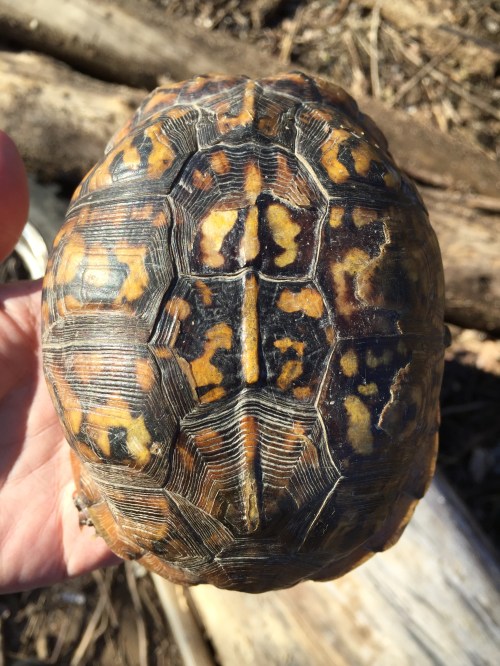 Eastern Box Turtle carapace, Falls of the Ohio, Jan. 1, 2015