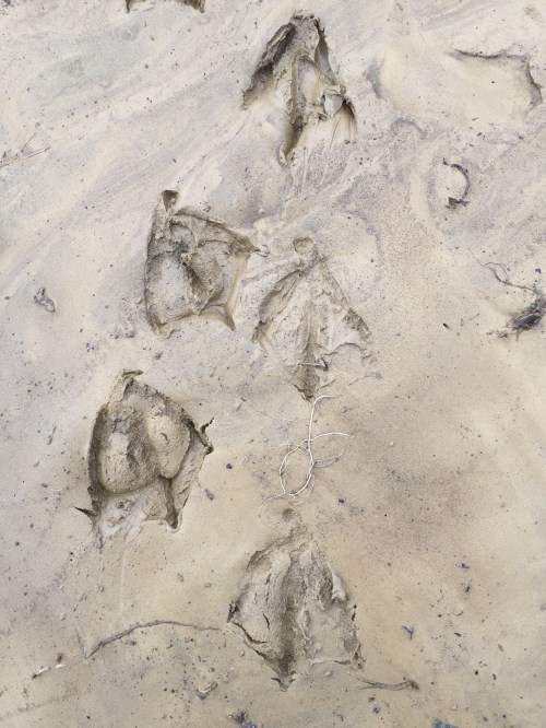 Goose tracks in the mud, Falls of the Ohio, March 20, 2016